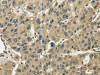 TSSC1 Antibody PACO17329