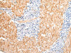 DMBT1 Antibody PACO17791