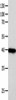 FOXL1 Antibody PACO17898