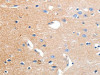 KCNH3 Antibody PACO18044