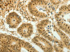 HOXA4 Antibody PACO18078