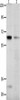 KCNC2 Antibody PACO18130