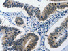 BPIFB1 Antibody PACO18158