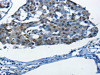 BPIFB1 Antibody PACO18159