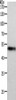 MIDN Antibody PACO18224
