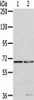 MMP24 Antibody PACO18240