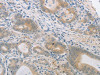 PGA3/PGA4/PGA5 Antibody PACO18354
