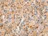 SPRN Antibody PACO18390