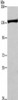 ADAMTS18 Antibody PACO18513