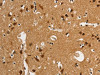 ANAPC4 Antibody PACO18570