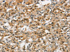 ANAPC4 Antibody PACO18571