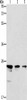 MOB1B Antibody PACO18609