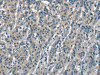 ACPT Antibody PACO18646