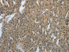 PTPRT Antibody PACO18858