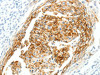 SEMA3D Antibody PACO18888