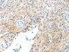 SLC22A17 Antibody PACO18897