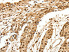 SPATA20 Antibody PACO18921