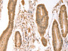 PTMA Antibody PACO18982