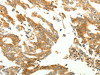 RARRES1 Antibody PACO18984