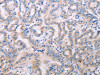 ADCY5 Antibody PACO19065