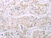 ADCY7 Antibody PACO19066