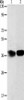 ADPRHL2 Antibody PACO19150