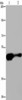 AHRR Antibody PACO19284