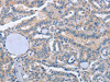 BOD1 Antibody PACO19359