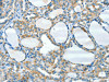 HID1 Antibody PACO19502