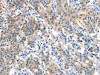 DOCK1 Antibody PACO19579