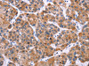 MSMO1 Antibody PACO19616