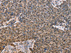 EVC2 Antibody PACO19629