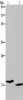 KLLN Antibody PACO19913