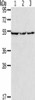 MMP23A Antibody PACO20030