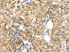 TPR Antibody PACO20133
