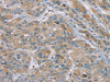 SAMD9 Antibody PACO20388