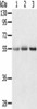 CWC27 Antibody PACO20410