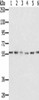 SERINC2 Antibody PACO20438