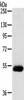 SERINC4 Antibody PACO20441