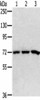 SRP68 Antibody PACO20467