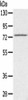 SLC26A5 Antibody PACO20496