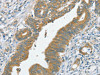 SLC39A3 Antibody PACO20504