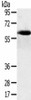 SPATA18 Antibody PACO20591