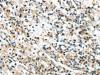 SPDL1 Antibody PACO20598