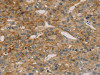 TM4SF1 Antibody PACO20647