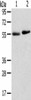 TMPRSS11F Antibody PACO20717