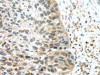 TSPY1/TSPY3 Antibody PACO20781