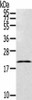 TEX37 Antibody PACO20789