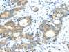 TUSC1 Antibody PACO20792