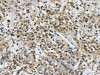 USP28 Antibody PACO20841